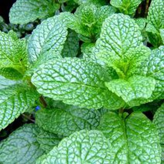 Hạt giống Bạc Hà - Pepper mint