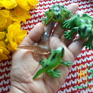 ĐỒ CHƠI MÔ HÌNH VÒNG ĐỜI ẾCH (Kèm hướng dẫn chi tiết)