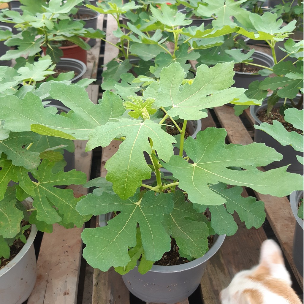 Cây giống sung Mỹ B5 Masui Dauphin