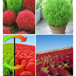 50 Hạt giống cây cỏ đổi màu kochia nhật bản