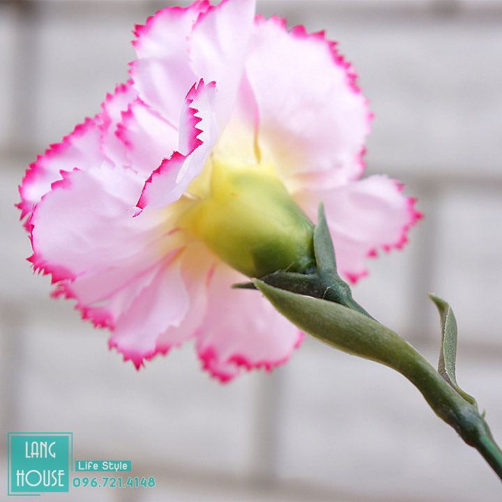 Hoa Giả Hoa Lụa - HOA CẨM CHƯỚNG - 1 Cành 1 Bông Dài 69cm