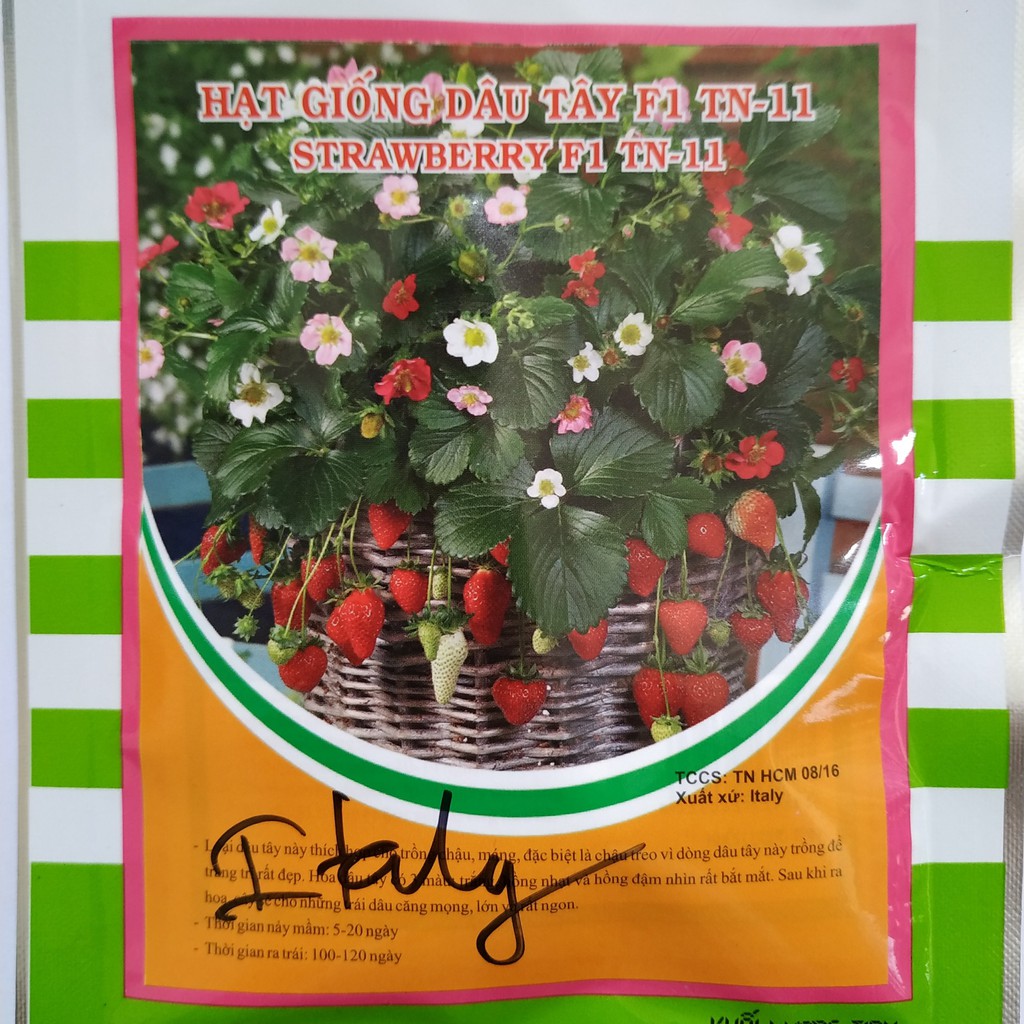 Hạt Giống DÂU TÂY F1 TN-11 ( STRAWBERRY F1 TN-11)