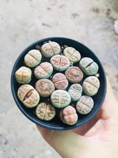 XƯƠNG RỒNG THẠCH LAN