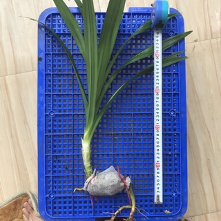 Cây giống lá cơm nếp - lá dứa - dứa thơm - nếp thơm - cao trên 25cm - có bầu