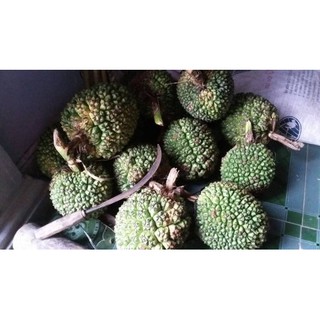 TRÁI DỨA DẠI - 1Kg