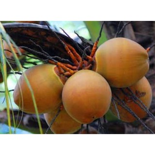 Dừa xiêm hồng  29k / cây