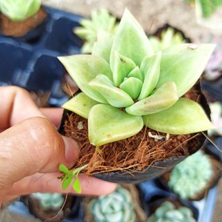 sen đá đế vương trắng - đế vương sao băng