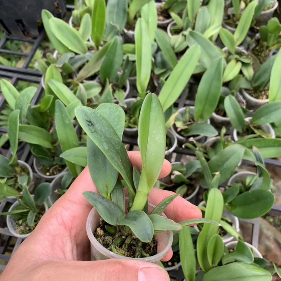 16 màu lan cattleya cây giống - lan cát giống