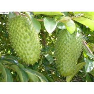 Chậu Cây Mãng Cầu Xiêm TháiLan cao 60-80cm