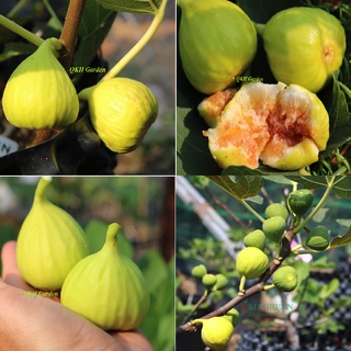 Cây giống sung mỹ White Genoa - cây chiết cành