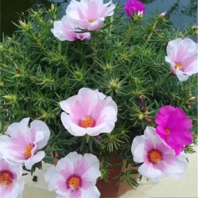 50 Hạt Giống Hoa Mười giờ Mỹ Bông Lớn Nhiều Màu, Portulaca mix (gói 1gr)