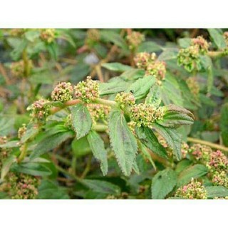 cỏ  sữa  lá lớn(1kg)