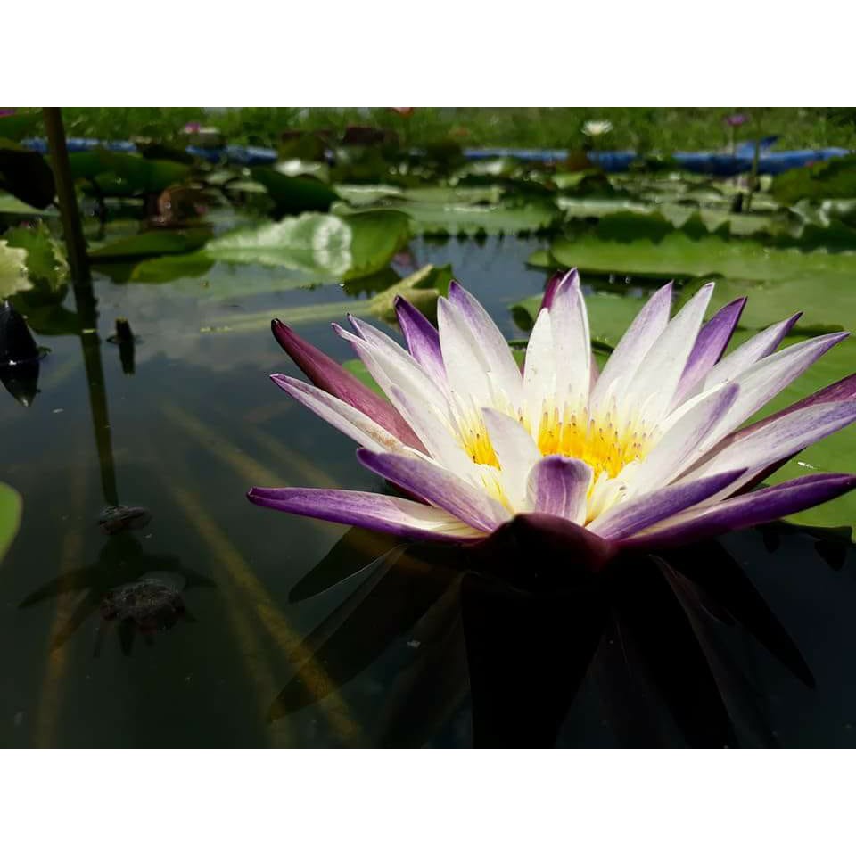 Cây to hoa súng thái lan màu Tím Trắng Purple Joy V-14