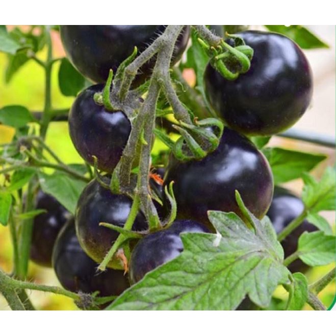 30 Hạt Giống Cà chua Cherry đen F1 Sáng Bóng Sai Quả