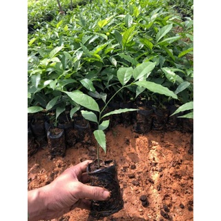 combo 5 Cây giống rau ngót rừng (rau sắng )