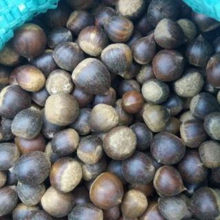 1kg HẠT DẺ RỪNG ĐIỆN BIÊN