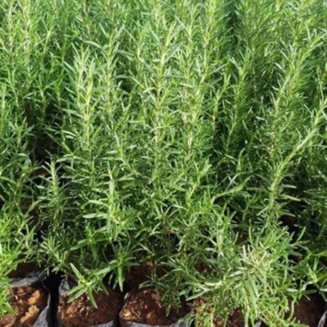 Chậu cây Hương Thảo Rosemary - hương nhu - cây cao 40-45cm