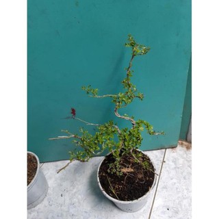 cây cần thăng bonsai