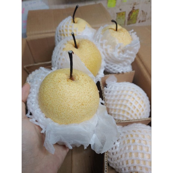 HCM Free Ship - 1kg Lê Đường VIP Siêu To Tươi Giòn Ngọt Lịm