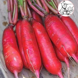 HẠT CỦ CẢI ĐỎ DÀI - GÓI 5 GRAM