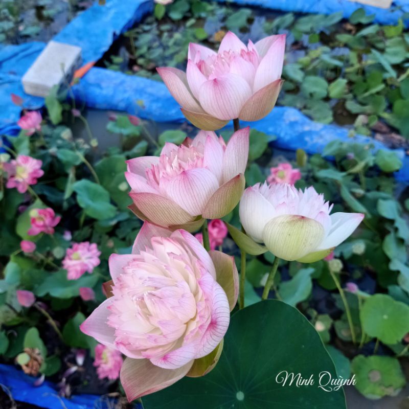 Củ sen Super lotus
