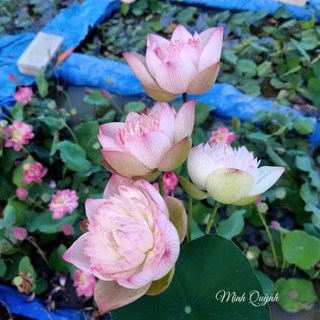 Củ sen trung Super lotus