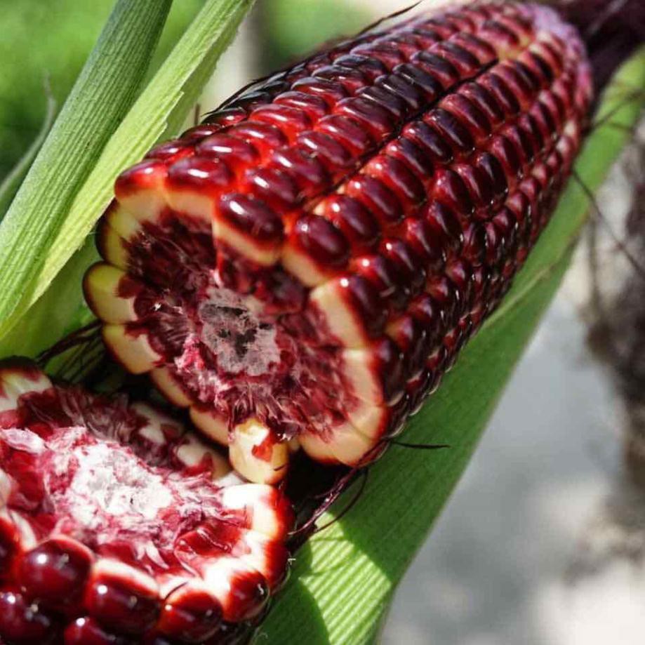 hạt giống bắp tím - GÓI 20 HẠT