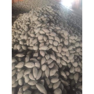 khoai lang ruột tím combo 1kg có vận chuyển hỏa tốc
