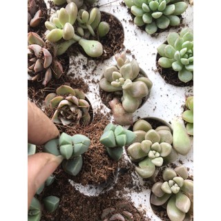 10 cây sen đá vỉ Đà Lạt