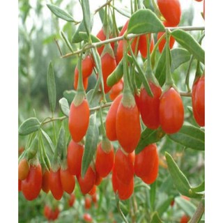 Hạt giống Câu kỳ tử