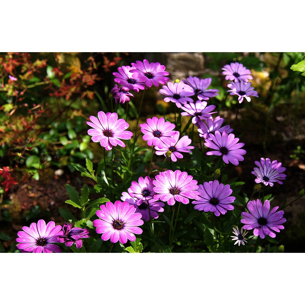 100H  - #Hạt_Giống_Cúc_Châu_Phi_Mix ( tặng kèm kích mầm và phân bón )