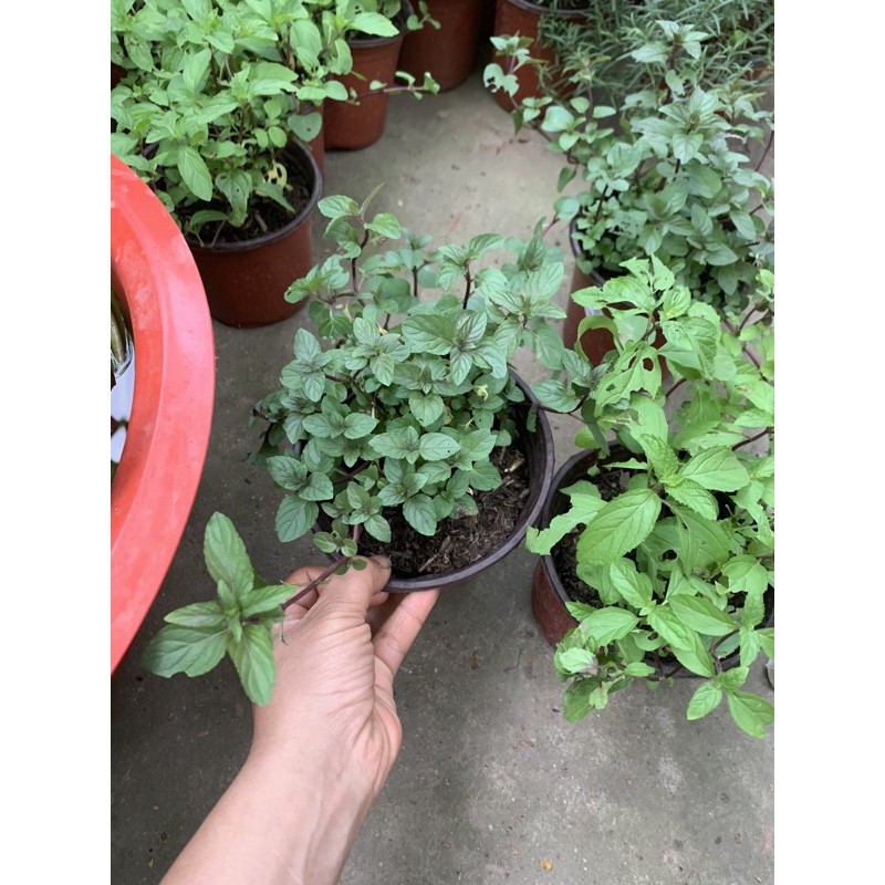 Bầu  Bạc hà các loại  cây bầu