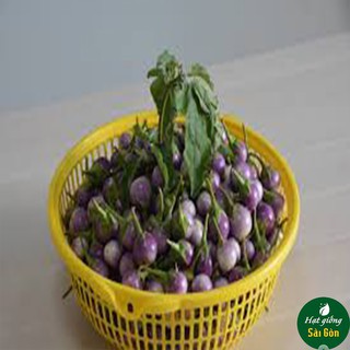 Hạt Giống Cà Pháo Tím