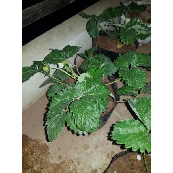 Chậu Dâu Hana Ổn Định - Cây đang phát triển tốt có hoa và trái như hình