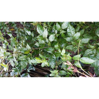 CHÈ DÂY - ĐẶC SẢN ĐIỆN BIÊN