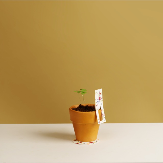 Kit Trồng Cây Mini - Cây Ớt Hiểm | Plant Kit - Bird’s Eye Chili
