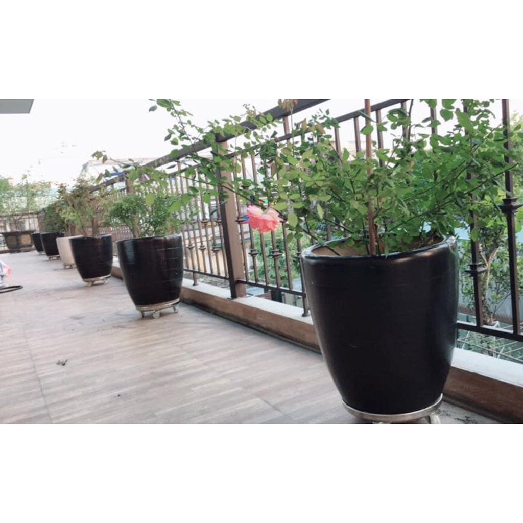Đế lót chậu cây có bánh xe di chuyển ĐK 36cm