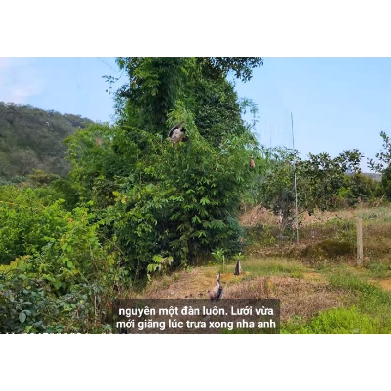 Lưới _Bẫy_Chim_Chào_mào_Choè_My_cao5m