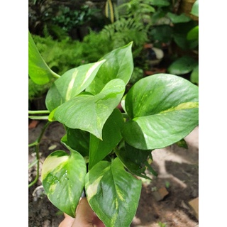 Chậu cây trầu bà.