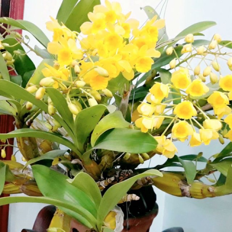 Hoa Lan Sơn Thuỷ Tiên Sỉ 15k