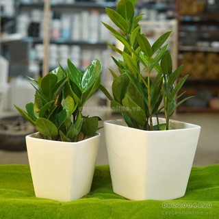 Bộ 2 chậu vuông vát gốm sứ trồng cây cảnh để bàn cây phong thủy nội thất