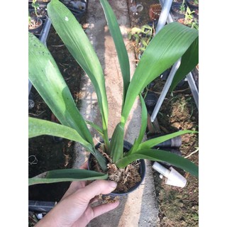 Lan vũ nữ socola