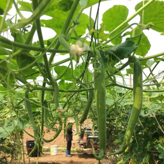 HẠT GIỐNG LẶC LÈ CAO SẢN F1 ( Trái ngắn)