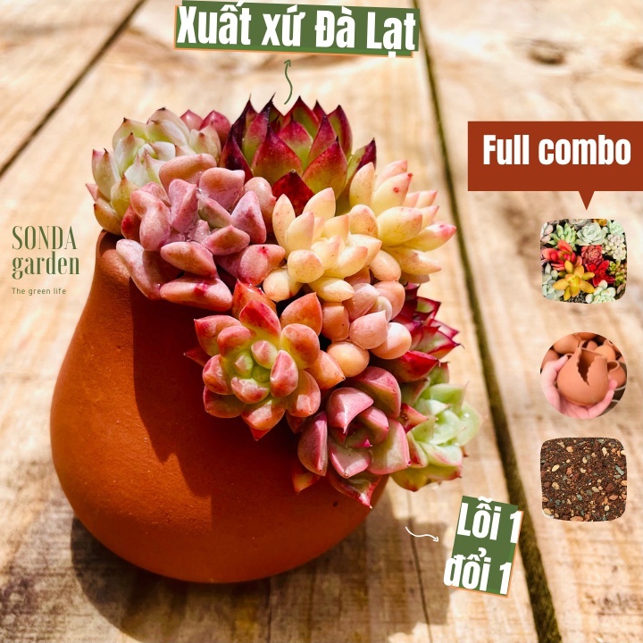 Sen đá mini trồng chậu xẻ SONDA GARDEN, cây cảnh trang trí nhà cửa, lỗi 1 đổi 1