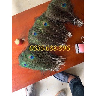 Lông Công Phong Thủy ~50cm mắt To - Đẹp