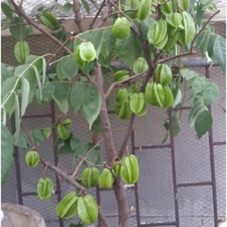 Cây khế ngọt đang ra hoa
