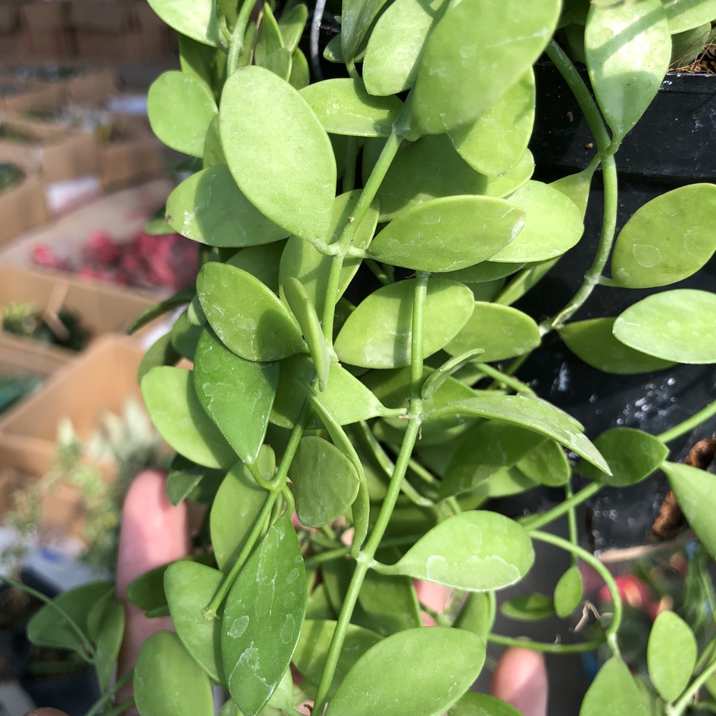 Cây dollar - dola giỏ treo ngọn dài 20cm sum suê lá tròn bắt mắt thích hợp trang trí ban công