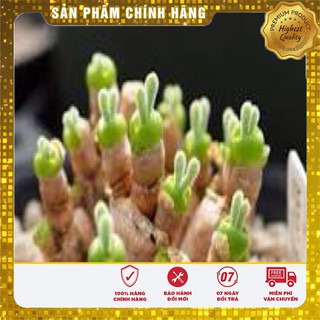 Hạt Giống Cây Tai Thỏ Lucky ( 5 hạt)