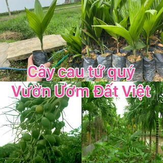 Cây giống cau tứ quý cau ăn quả