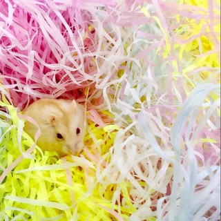 Rơm giấy tạo ổ ngủ cho Hamster, Sóc Bay Úc, Sóc Bông, Sóc Đất, Hamster mẹ ấp con...